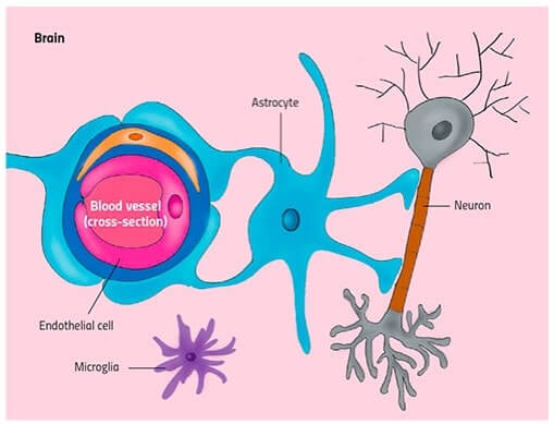 unità neuro vascolare